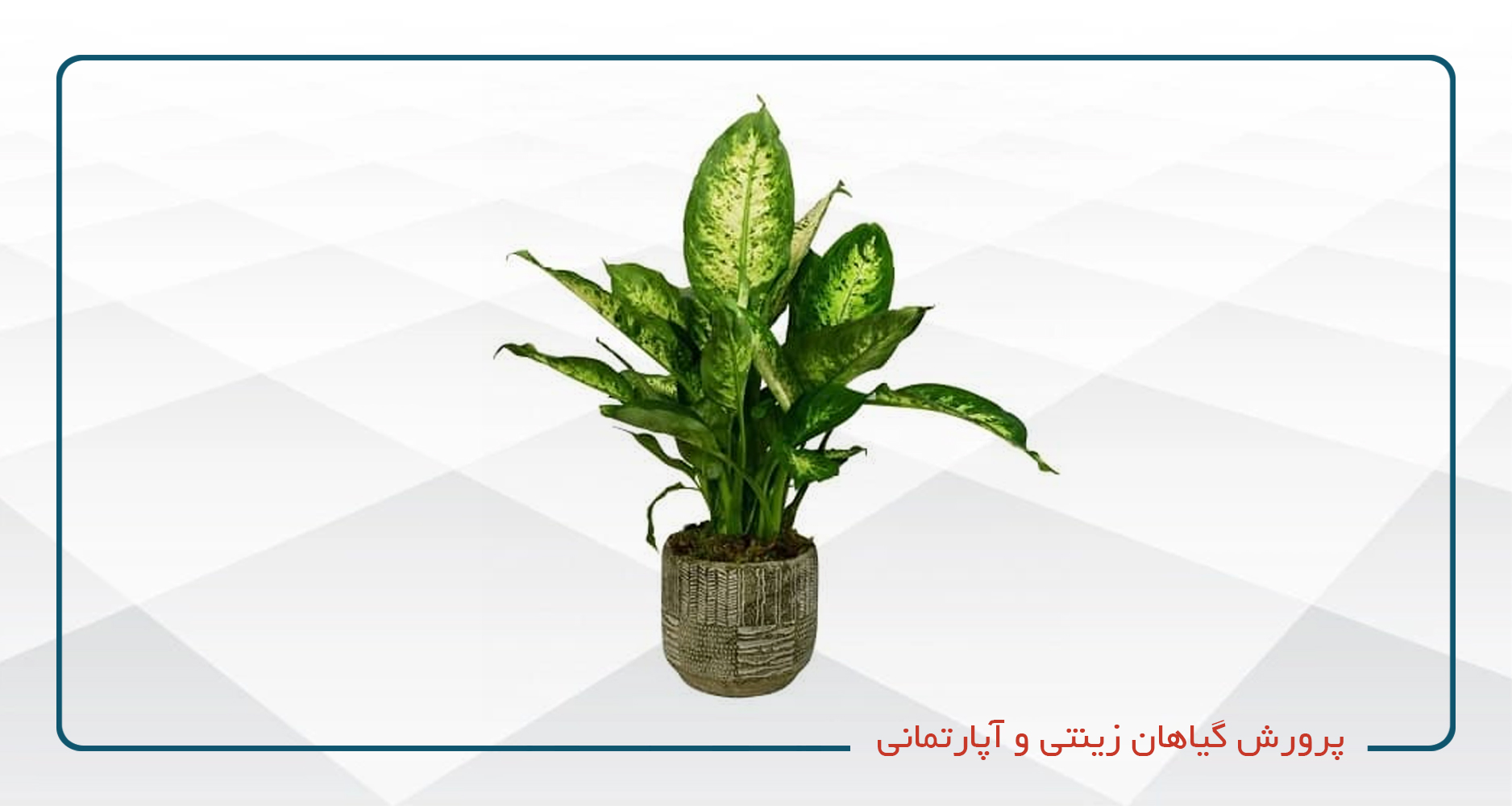 
                                                                            پرورش گیاهان زینتی و آپارتمانی